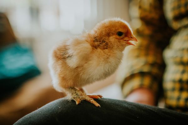 Bulă urcă în avion cu un pui de găină