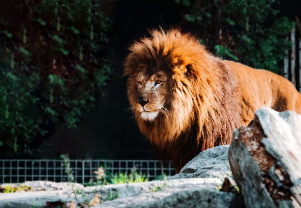 Bulă și Bubulina, la grădina zoologică, caută leul