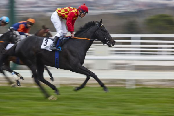 Două doamne pariază pe un cal