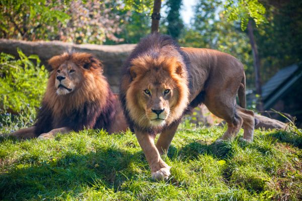 – Da, da, scumpo, – zice leul, – vin acasă curând