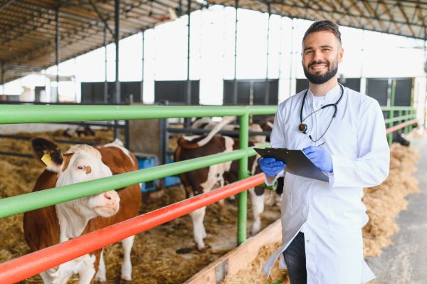 Un ardelean duce vaca la veterinar