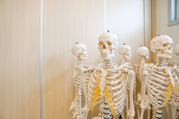 Profesoara: „Bulă, ce este un schelet?”