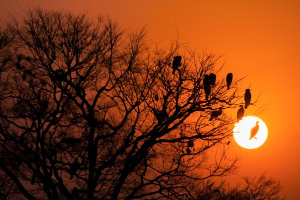 Profesoara: Bulă, dacă ai avea pe o creangă 3 păsări și una zboară, câte mai rămân?