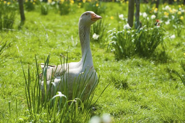 O gâscă cere mămăligă într-un bar
