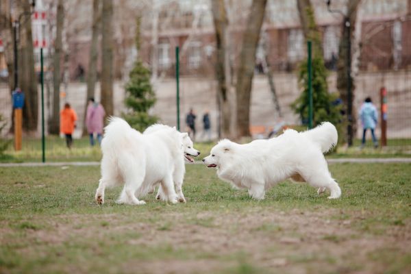 Doi câini stau de vorbă în parc