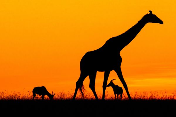 - Bulă, spune-mi trei animale care trăiesc în Africa