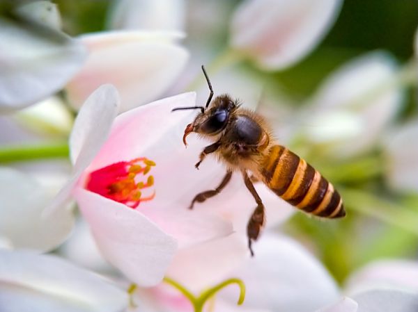 – De ce a fost dată afară albina de la școală?