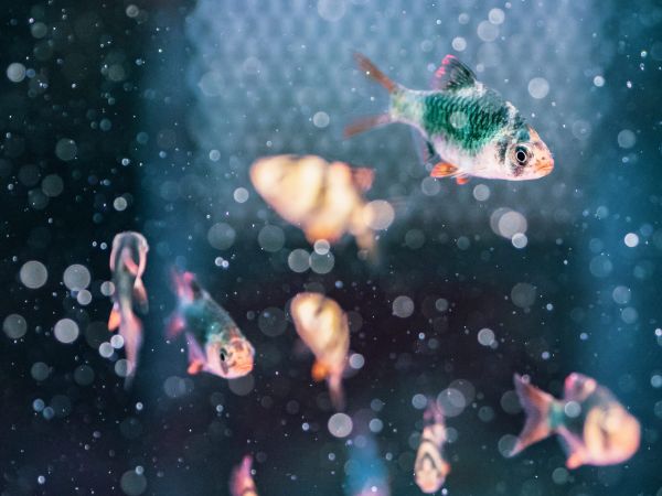 – Serviți mormoloci în acest resturant?