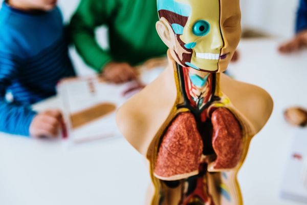 – Bulă, întreabă doamna profesoară, ce conțin celulele?