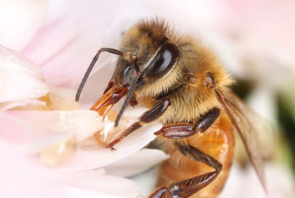 O albină intră în casă