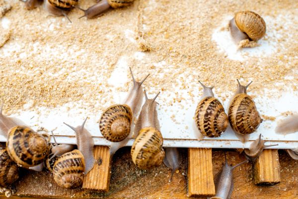 În pădure după melci