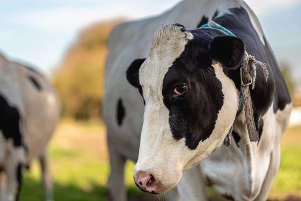 Cu vaca la veterinar