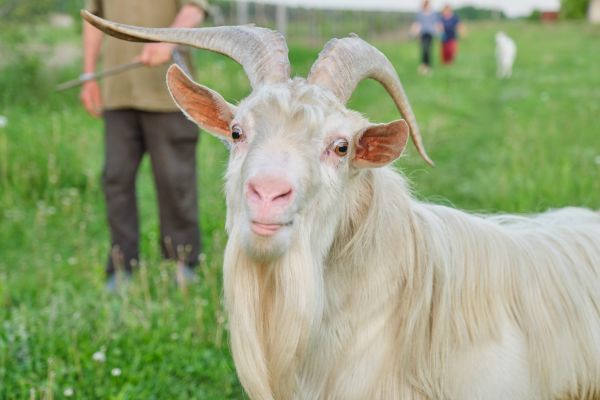 – Mi-a murit capra…