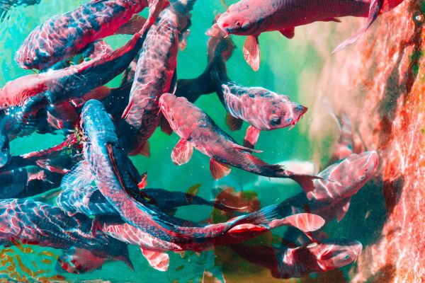 Alinuța:- Și... mușcă peștele?