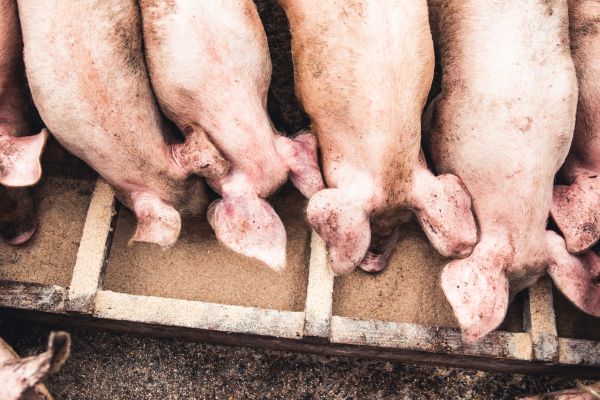 Un orășean întreabă un țăran:  -Cum se spune: șoric sau șorici?