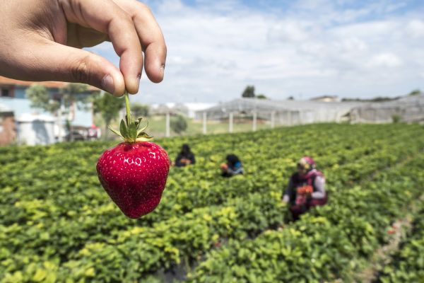 - Ce faceți cu balega? - O punem peste căpșuni!