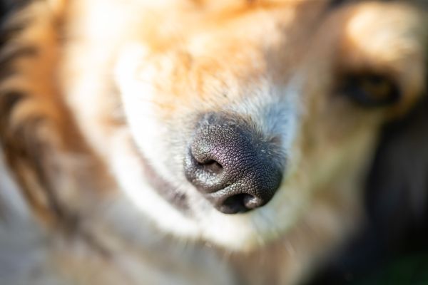 - Câinele meu nu are nas!