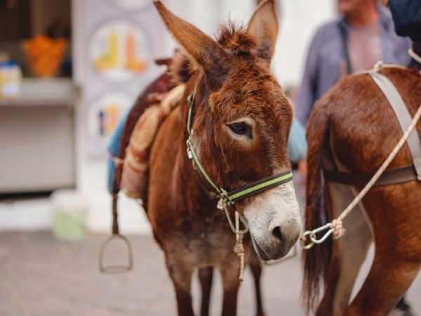 Un bătrân călare pe un măgar mergea pe marginea unei străzi