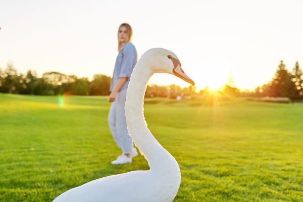 - Cum poți transforma o lebădă în balaur?