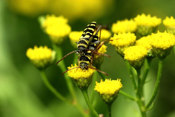 Bulă este la ora de biologie