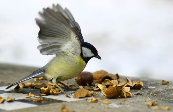 Papagal vorbitor – 5.000 lei