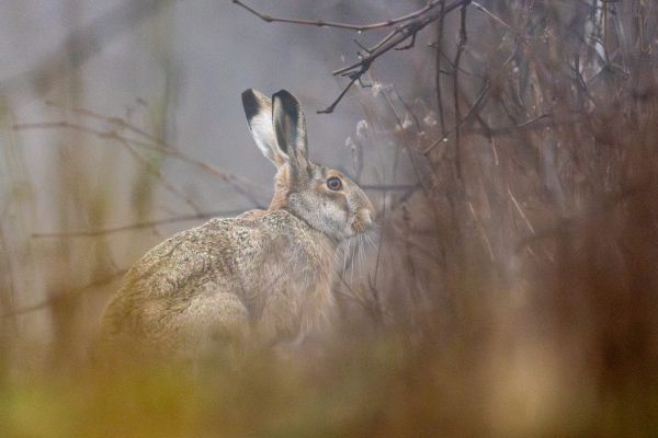 Lupul și iepurele găsesc mâncare