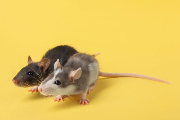 Bulă și Ștrulă găsesc un șoricel la hotel