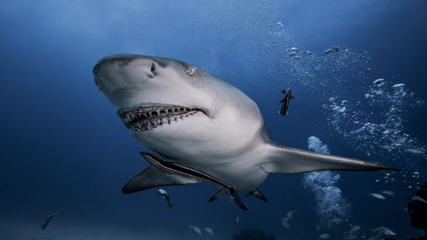 - Ieri am înghițit un oltean