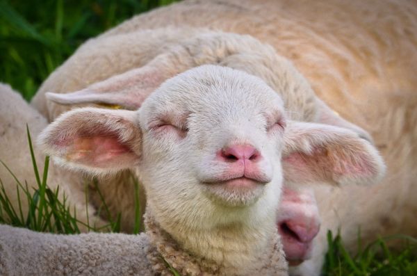 Insomnie cronică este atunci când...