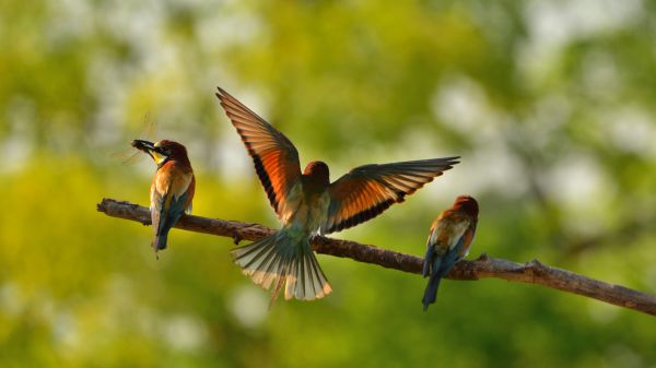 Un stol de rândunici zboară spre țările calde