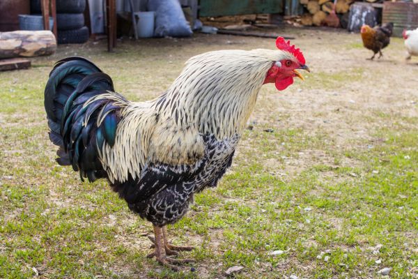 Un cocoș îndrăzneț