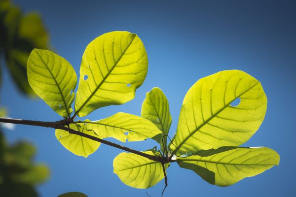 - Noi suntem frunze în pomi!