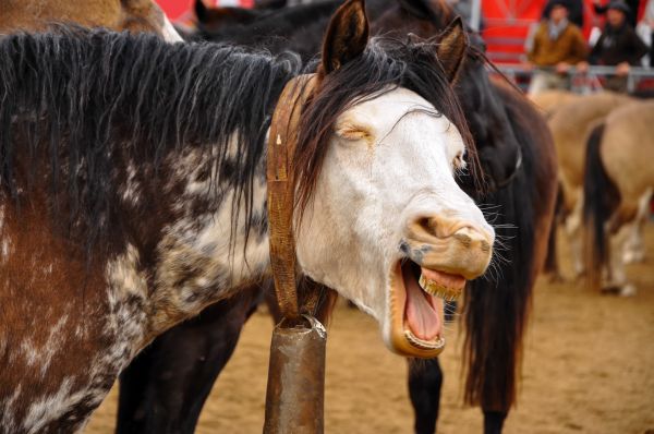 - Prietenul meu bea ca un cal