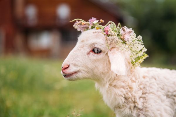 Mielul din portbajagul mașinii