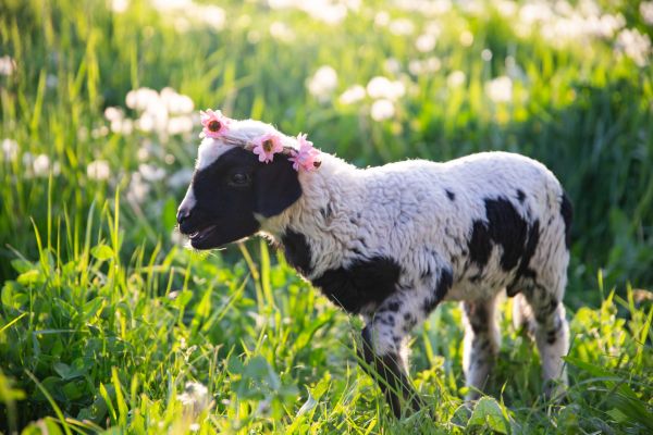 Celebrul miel de Paște