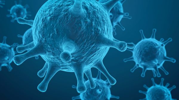 - Cum se înjură virușii între ei?