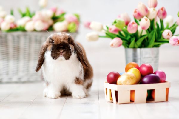 — Fetele, anul ăsta trebuie să facem ouă perfecte,