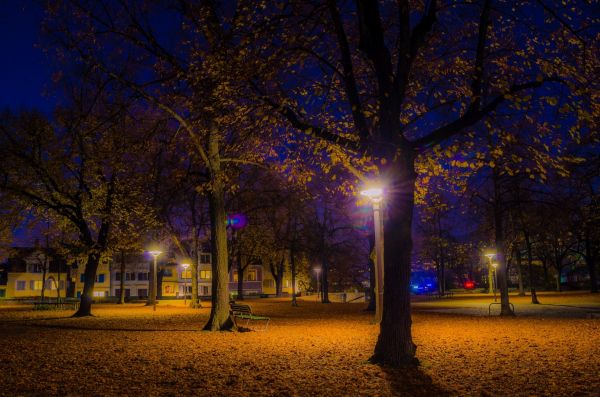 – Doamnă, nu bănuiați nimic atunci când inculpatul v‑a condus în acel parc întunecat?