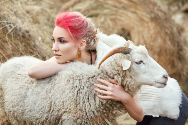 - Oile sunt considerate cele mai proaste animale?
