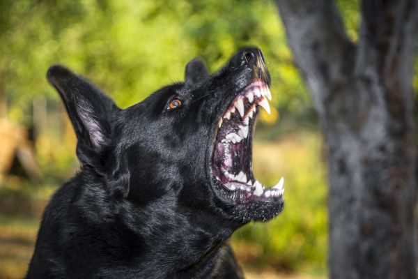 Un tip îşi cumpără un câine şi pleacă la vânătoare