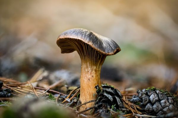 – Fiule, tine minte, toate ciupercile sunt periculoase..