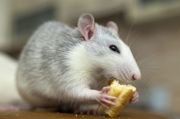 - Am văzut un șoarece pe raftul de pâine!