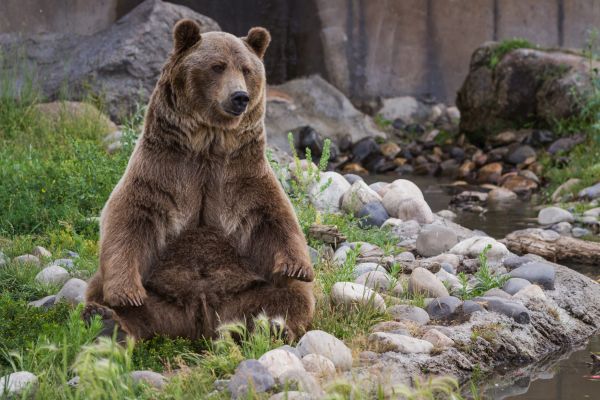 Ursul mergea agale prin pădure