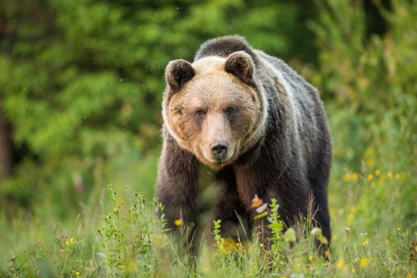 Ursul se plimbă prin pădure cu o foaie în mână