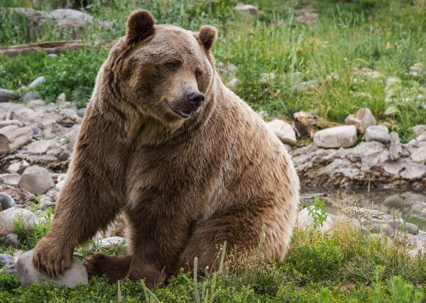Doi avocați sunt atacați în pădure