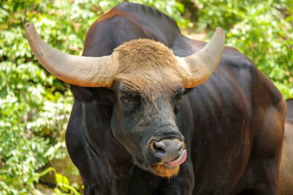 Un taur din Olanda face grevă