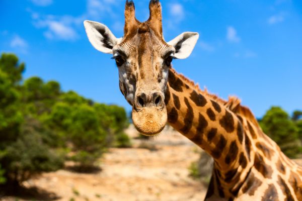— Vreau urechi de girafă pe pâine prăjită