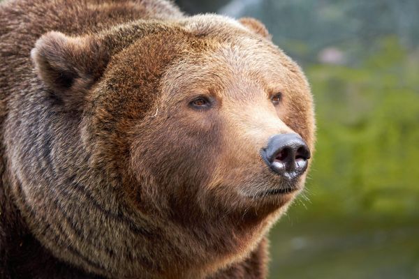 Ursul, lupul și măgarul la cârciuma