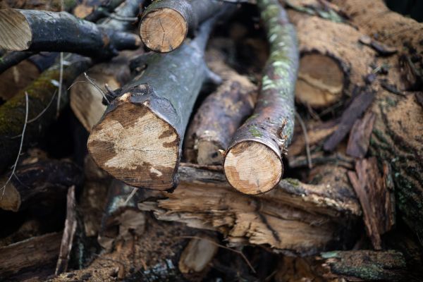 Un scoţian tăia o creangă din copac