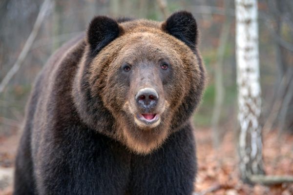 - Doamne, Te rog să dai ursului gânduri creștine!!!
